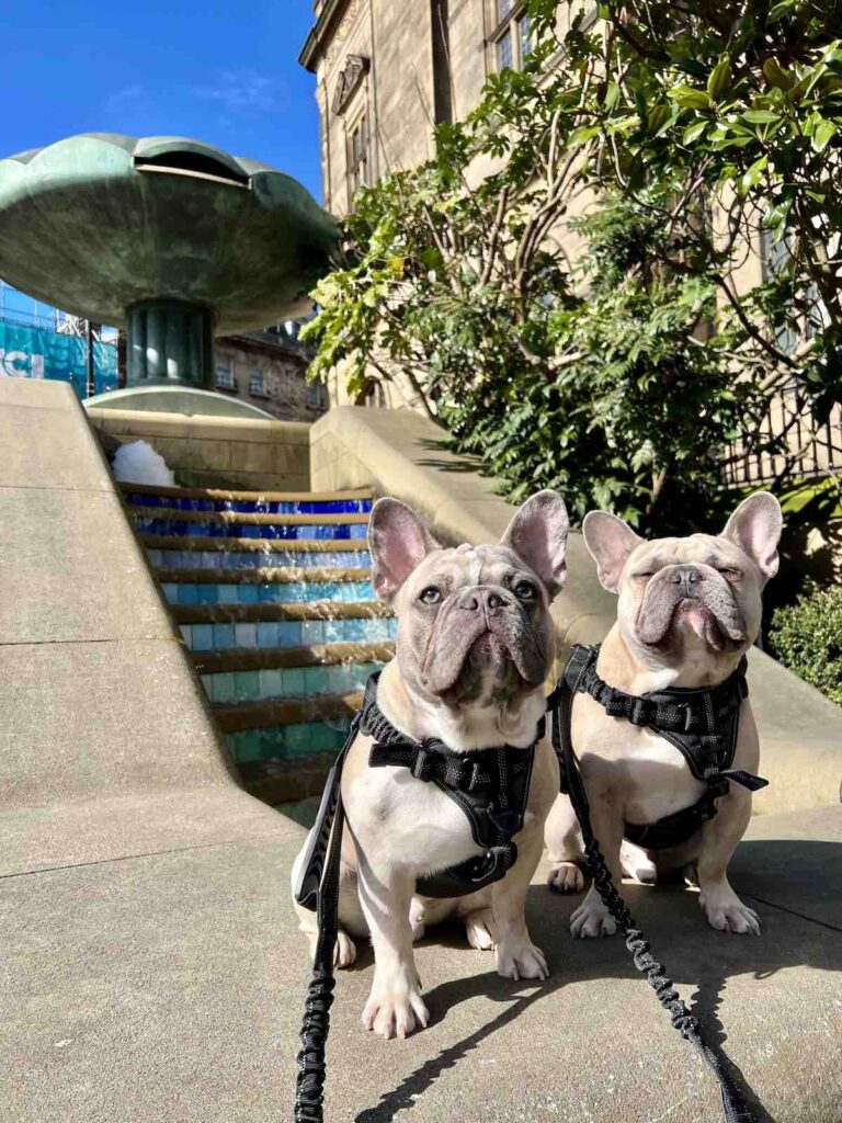 Sterling & Chevy at The Peace Gardens in Sheffield, United Kingdom