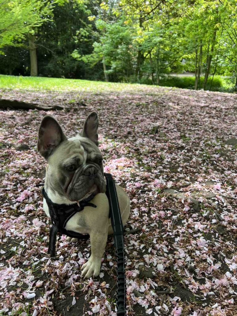 Sterling posing in Endcliffe Park