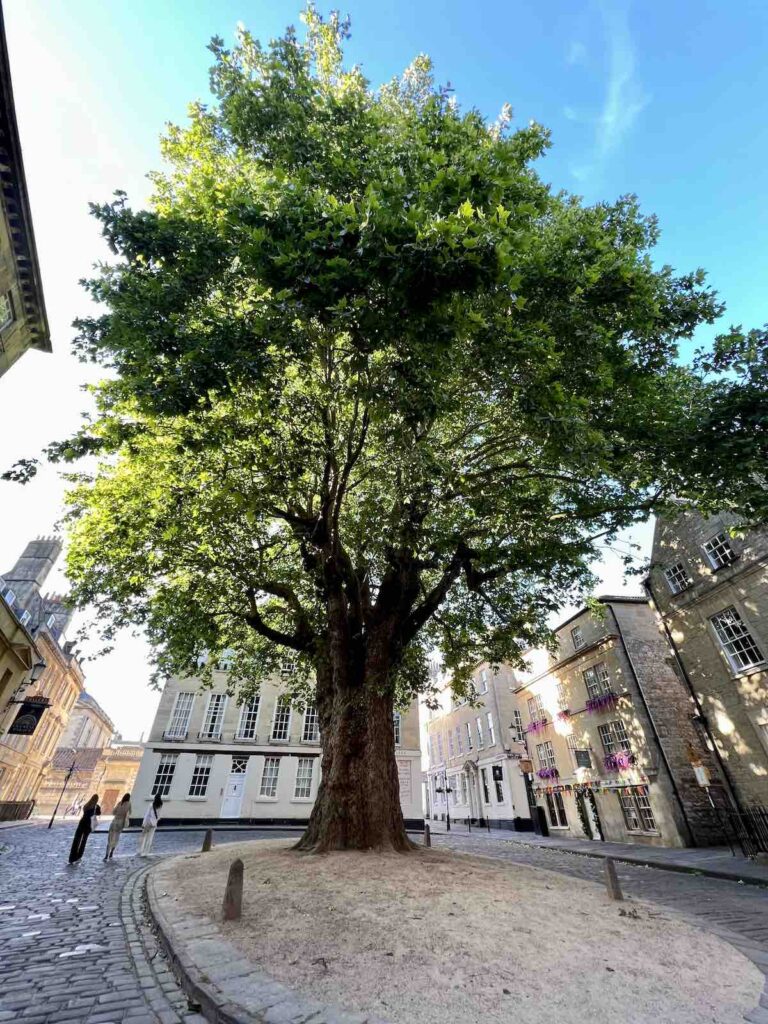 is bath worth visiting? yes, for the giant plane tree in bath United Kingdom