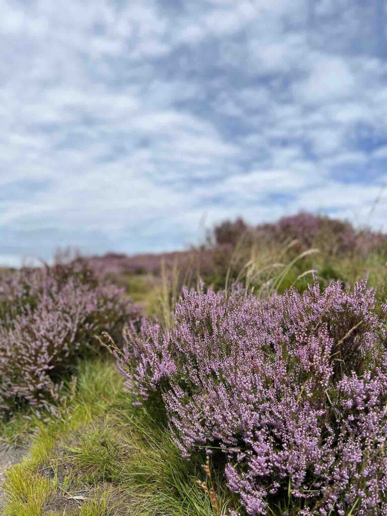 Heather in the fields @ The Peak District