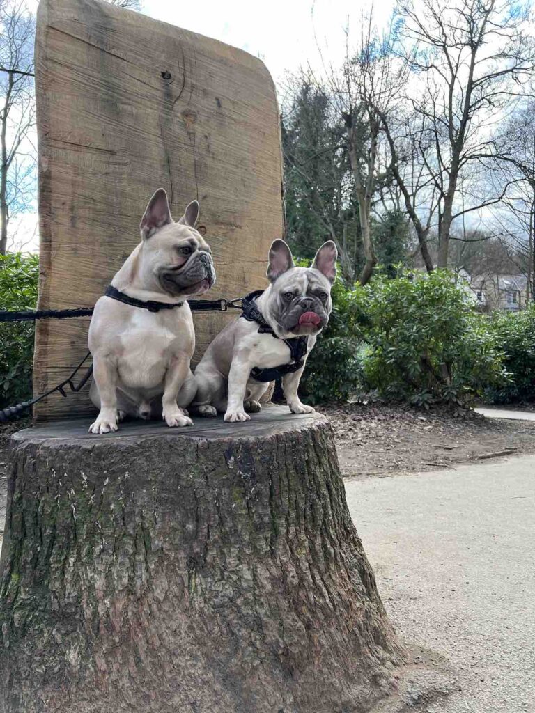 Chevy & Sterling at Endcliffe Park in Sheffield