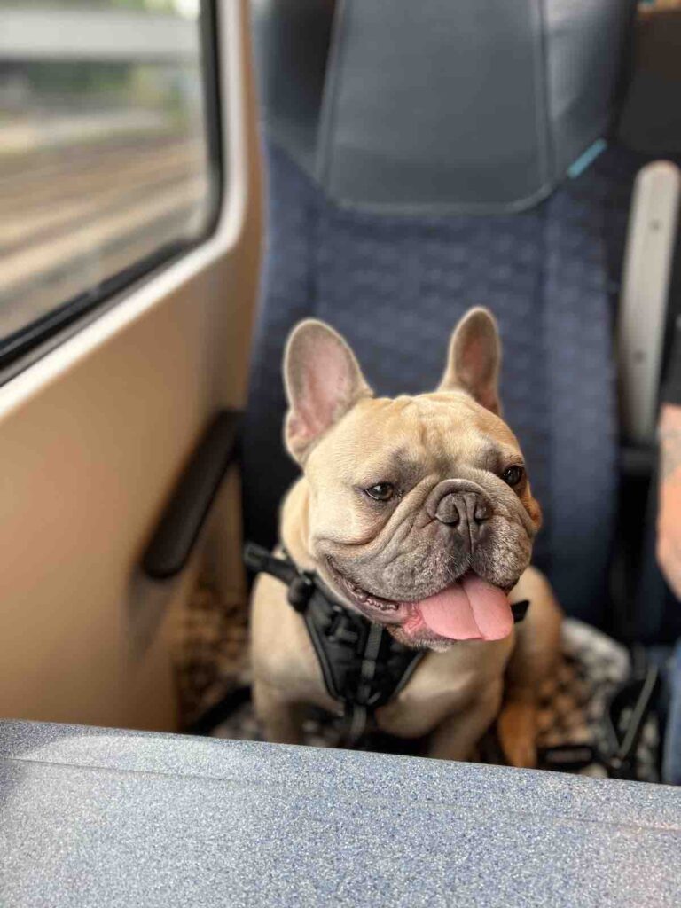 Our dog Chevy on the train in England: England Travel Guide